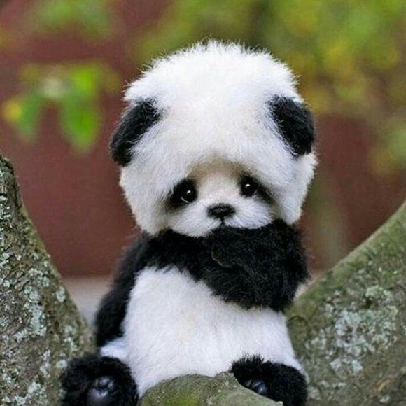 Meet your Posher, Gabby - Picture 1 of 1